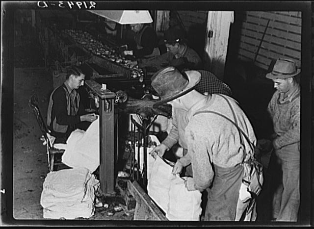 25 pound sack of potatoes 8b35648r